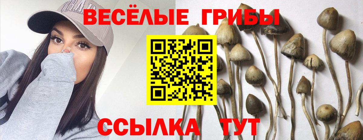 Псилоцибиновые грибы прущие грибы  Вход с VPN  Севастополь 